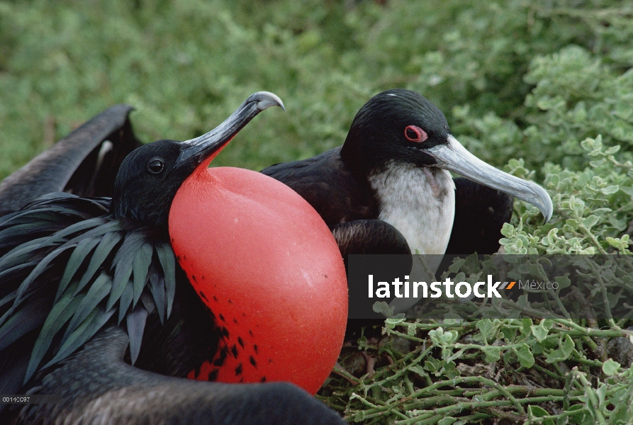 Gran Frigatebird (Fregata minor) par de cortejo, hombre en pantalla completa con bolsa de aire infla