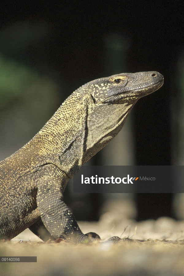 Retrato juvenil de dragón de Komodo (komodoensis de Varanus), Parque Nacional de Komodo, isla de Kom