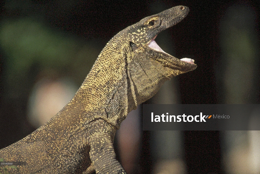 Dragón de Komodo (komodoensis de Varanus) bostezo juvenil, Parque Nacional de Komodo, isla de Komodo