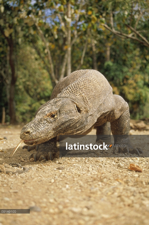 Dragón de Komodo (komodoensis de Varanus) gran macho caminando hacia cámara, Parque Nacional de Komo