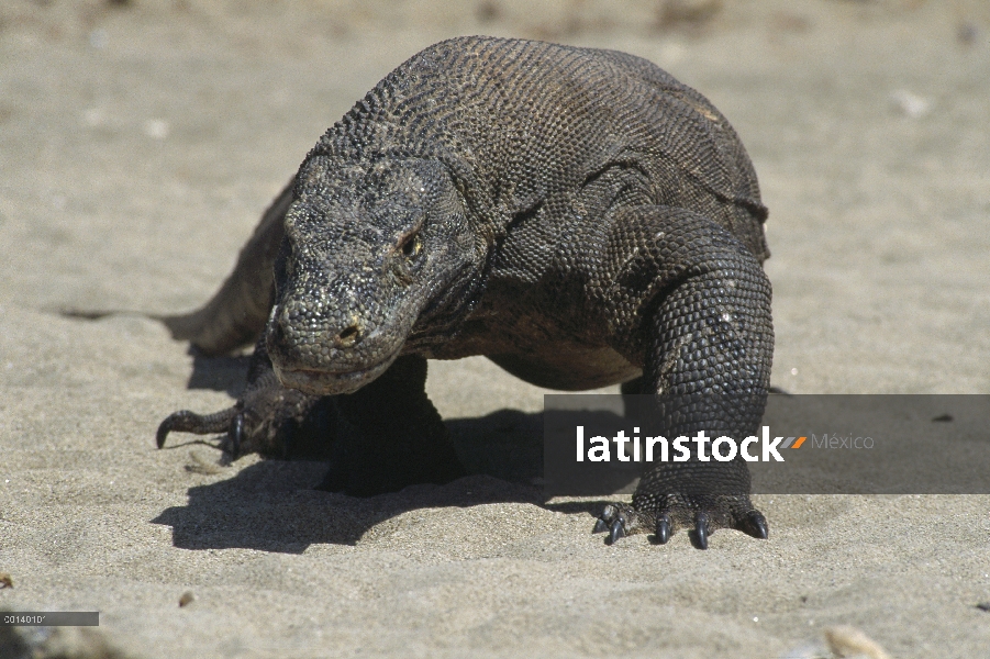 Dragón de Komodo (komodoensis de Varanus) gran macho caminando hacia cámara, Parque Nacional de Komo