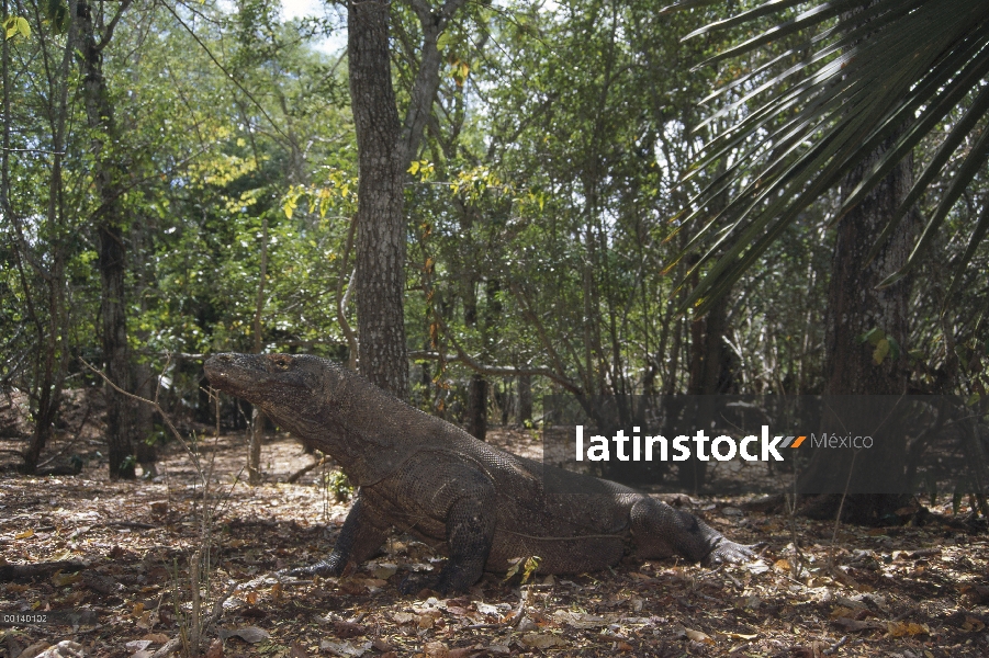 Gran macho de dragón de Komodo (Varanus komodoensis) en el bosque, Parque Nacional de Komodo, isla d