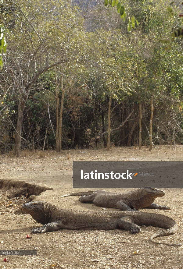 Dragón de Komodo (komodoensis de Varanus) dos machos grandes tomando sol, Parque Nacional de Komodo,