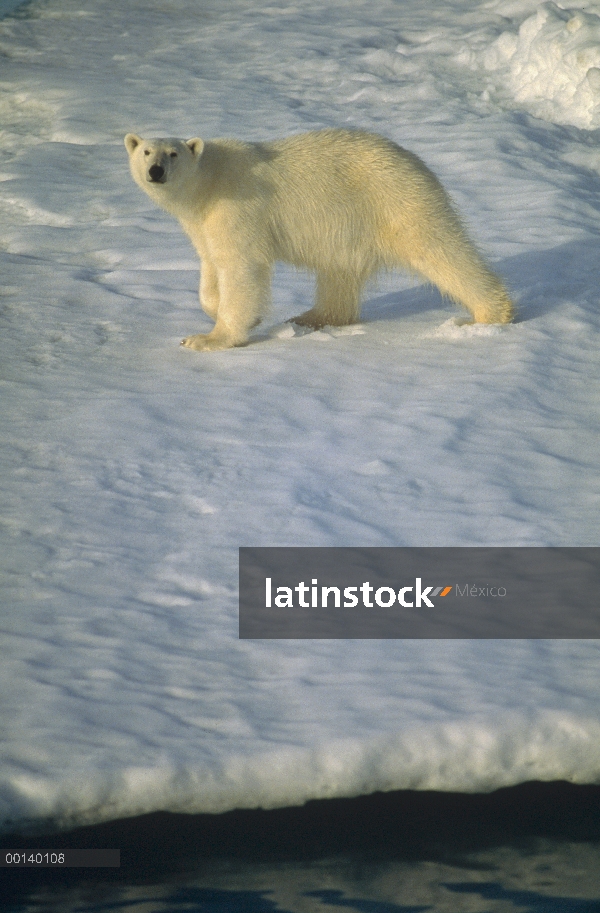 Oso polar (Ursus maritimus), caza en fiordo de verano hielo, Spitsbergen, Svalbard, ártico noruego