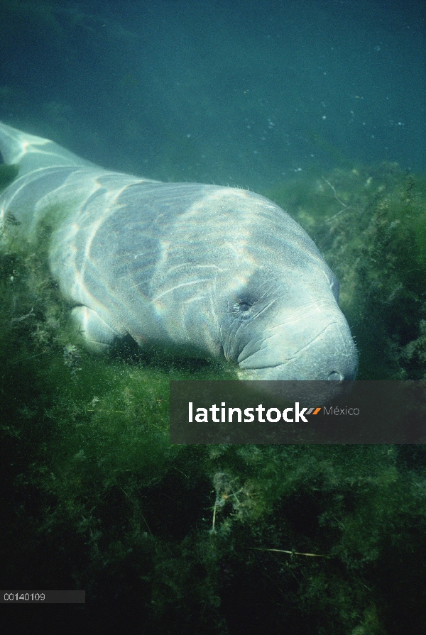 Manatí Antillano (Trichechus manatus) alimentándose de vegetación acuática, Crystal River, Florida