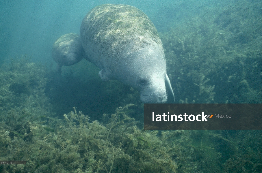 Manatí Antillano (Trichechus manatus) alimentándose de vegetación acuática, Crystal River, Florida