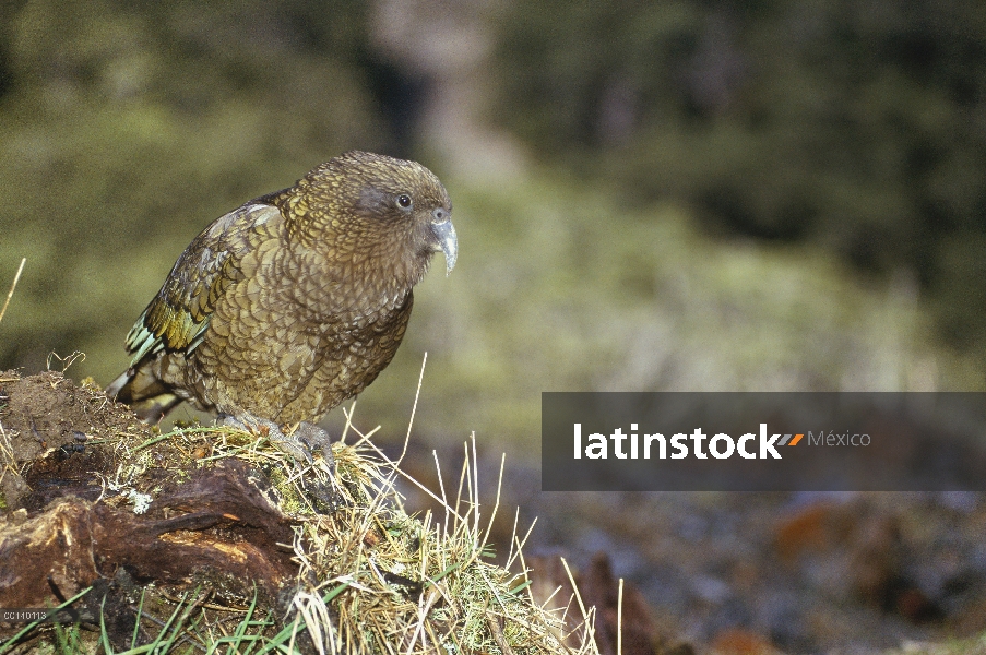 Retrato de Kea (Nestor notabilis), Parque Nacional de Arthur Pass, Isla Sur, Nueva Zelanda