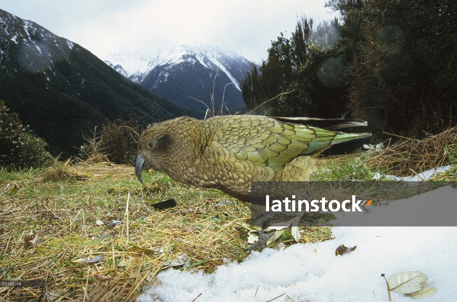 Loro de Kea (Nestor notabilis) en hábitat de matorral alpino típico, Parque Nacional de Arthur Pass,