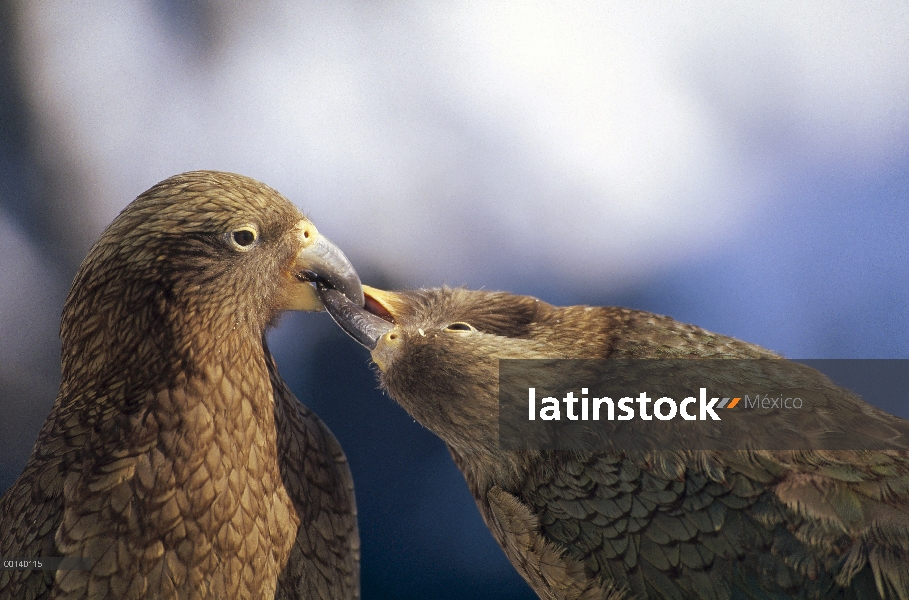 Facturación de Kea (Nestor notabilis) pareja durante el cortejo, St Arnaud gama, Isla Sur, Nueva Zel