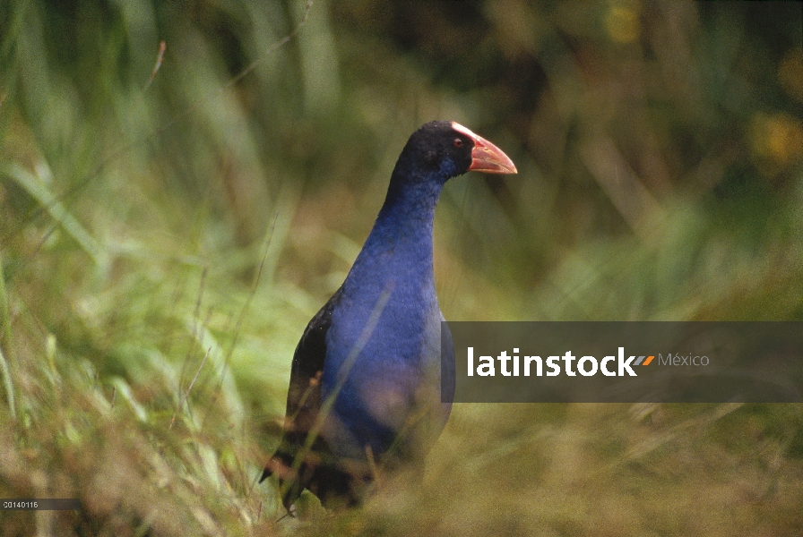 Pukeko (Porphyrio porphyrio melanotus) en pantano, Golden Bay, Isla Sur, Nueva Zelanda