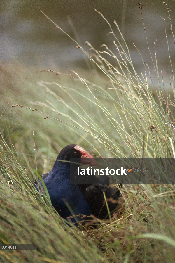 Pukeko (Porphyrio porphyrio melanotus) anidando en pantano, Golden Bay, Isla Sur, Nueva Zelanda