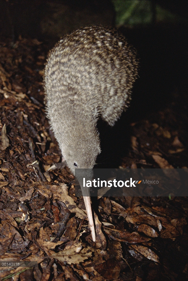 Gran Kiwi manchado (Apteryx haastii) alimentándose en el sotobosque húmedo con olor y sondeo táctil 