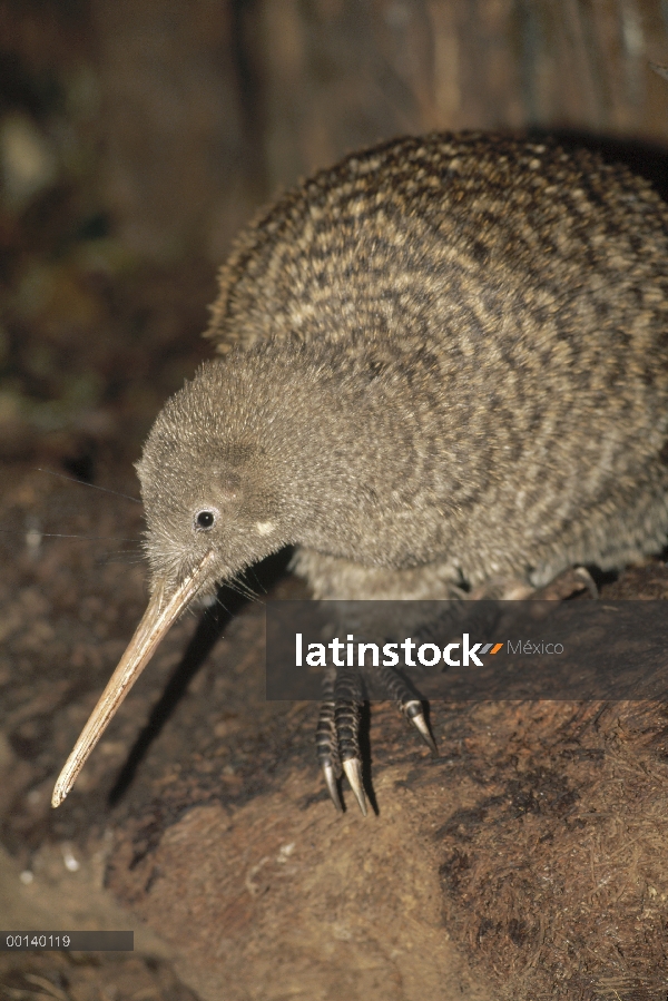 Gran Kiwi manchado (Apteryx haastii) alimentándose en el sotobosque húmedo con olor y sondeo táctil 