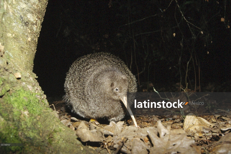 Mujer de pequeño Kiwi manchado (Apteryx owenii), casa Kiwi, Otorohanga, Nueva Zelanda