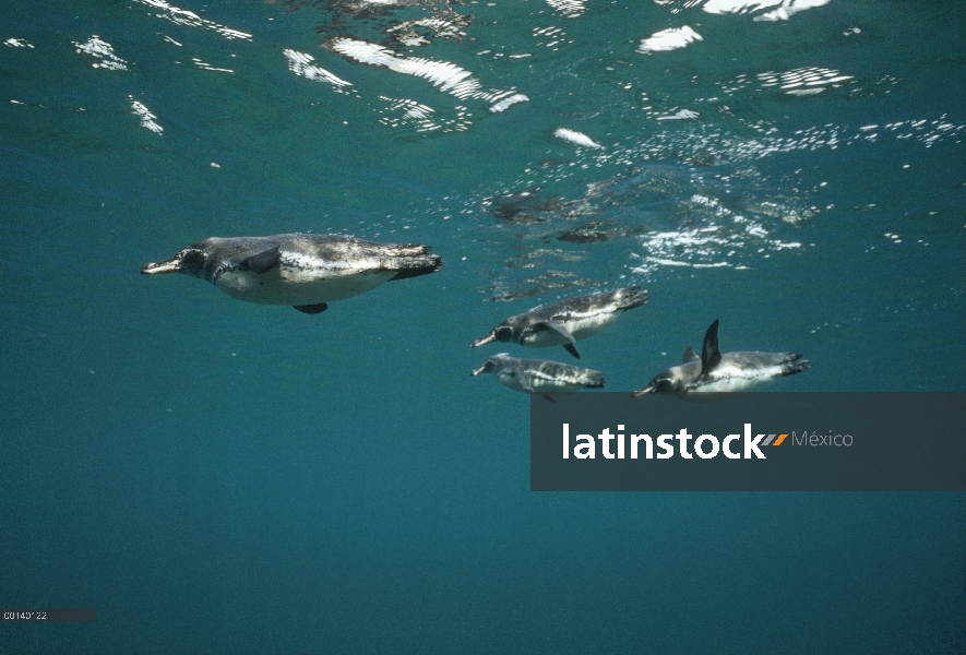 Grupo del pingüino de Galápagos (Spheniscus mendiculus) buceo en busca de peces pequeños en aguas co
