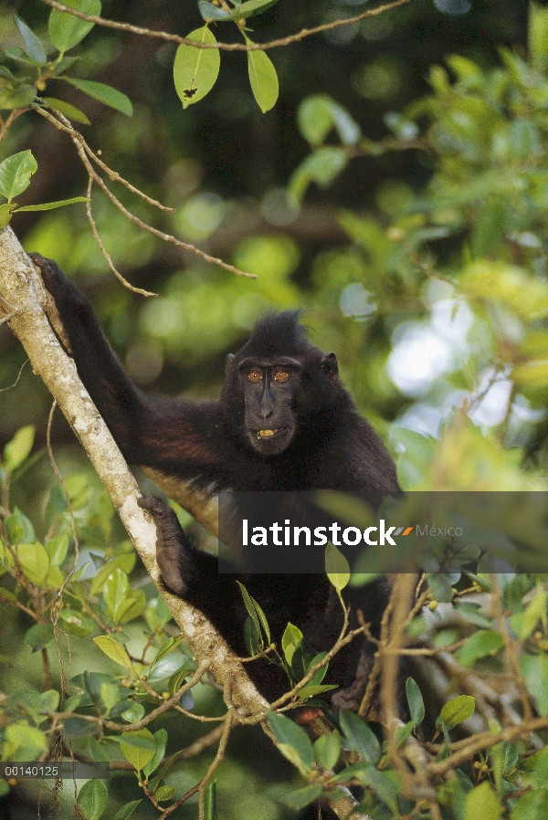 Celebes negro macaco (Macaca nigra) alimentándose de frutos de falso Banyan (Ficus altissima), centr