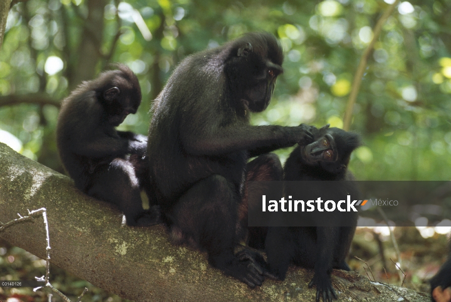 Macaco negro de Célebes (Macaca nigra) aseo período de sesiones que cementos tropa enlace, reserva d