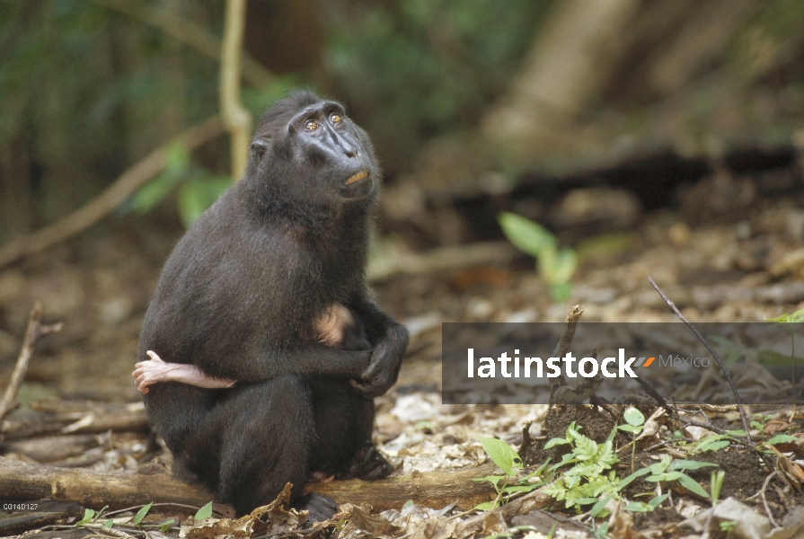 Madre de macaco negro de Célebes (Macaca nigra) con niño, reserva de naturaleza de Saudara Dua Tangk