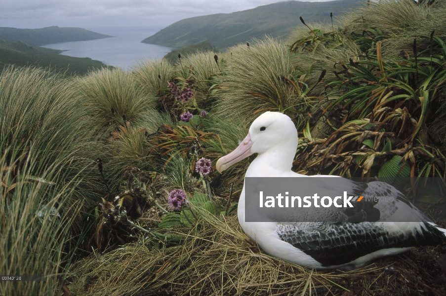 Sur anidación adultos de Albatros real (Diomedea epomophora), isla de Campbell, Nueva Zelanda