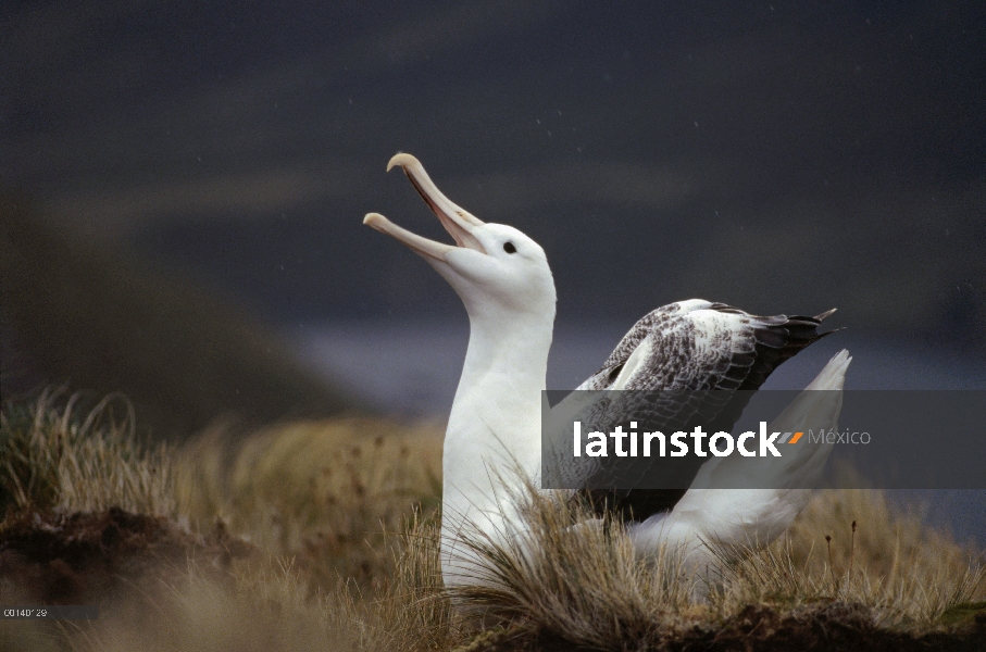 Exhibición de cortejo de Albatros real (Diomedea epomophora) sur, isla de Campbell, Nueva Zelanda