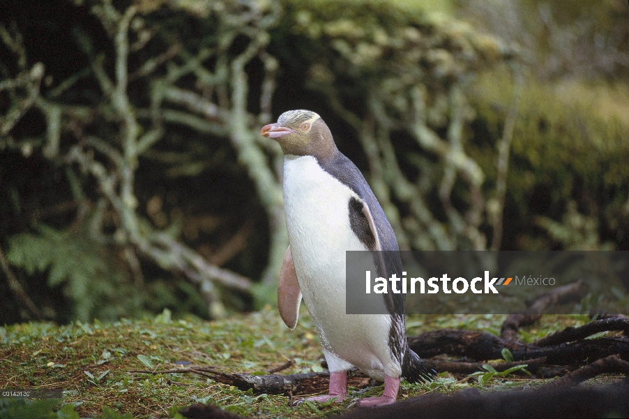 Pingüino de ojos amarillos (Megadyptes antipodes) vuelve a anidar en rata bosque, isla de Enderby, I