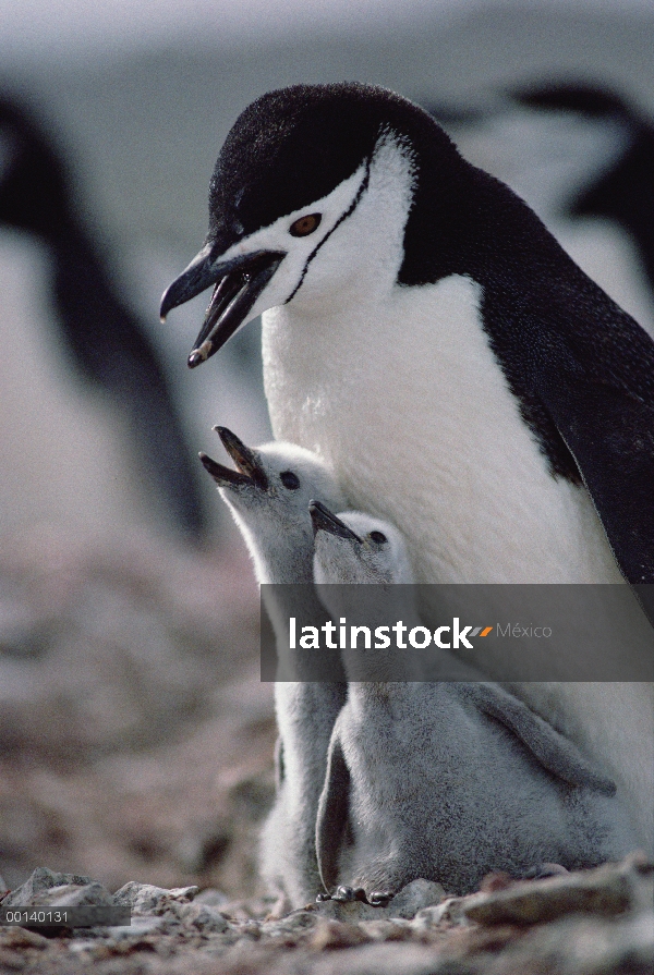 Polluelos de pingüino (Antártida de Pygoscelis) carrillera pidiendo a padre por alimento, Isla Nelso