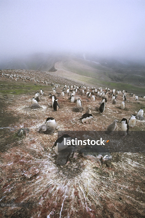 Barbijo (Pygoscelis antarctica) pingüinera de 75.000 pares de anidación a lo largo del borde del crá