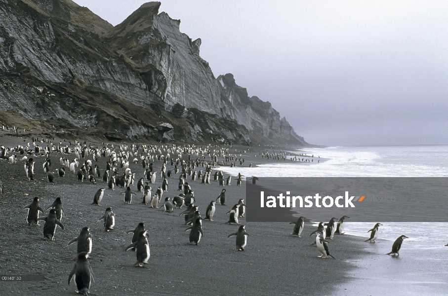 Grupo del pingüino (Antártida de Pygoscelis) de carrillera en playa cerca de anidación Colonia, Isla