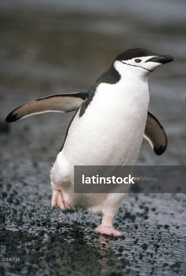 Barbijo pingüino (Antártida de Pygoscelis) adultos retrato Baily Head, Isla decepción, Islas Shetlan