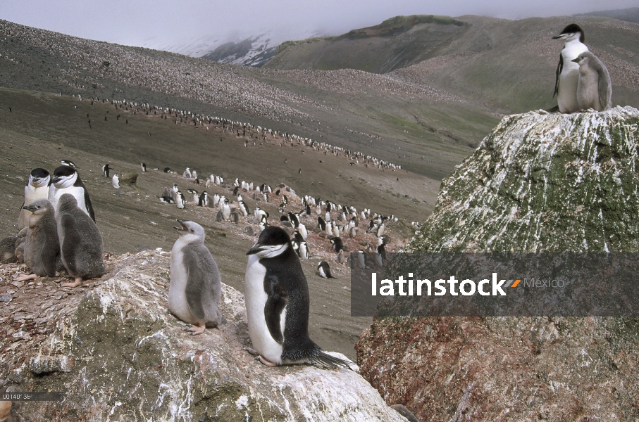 Pingüino de barbijo (Pygoscelis antarctica) anidan en rocas con vistas a la gran colonia en cráter v