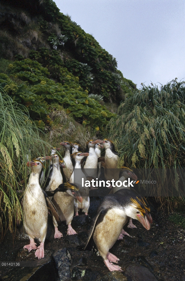 Real grupo del pingüino (Eudyptes schlegeli) desplazamientos hasta el lecho del río a la colonia de 