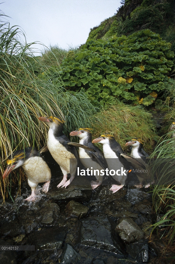 Real grupo del pingüino (Eudyptes schlegeli) desplazamientos hasta el lecho del río a la colonia de 