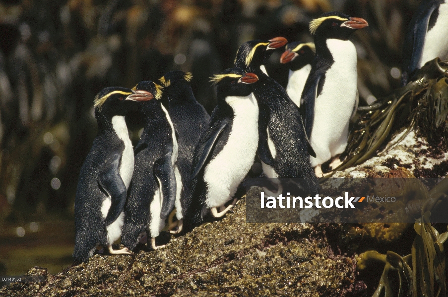 Arrasa con vendidos a grupo pingüino Crestado (Eudyptes robustus) en cinta Kelp (Durvillaea antarcti