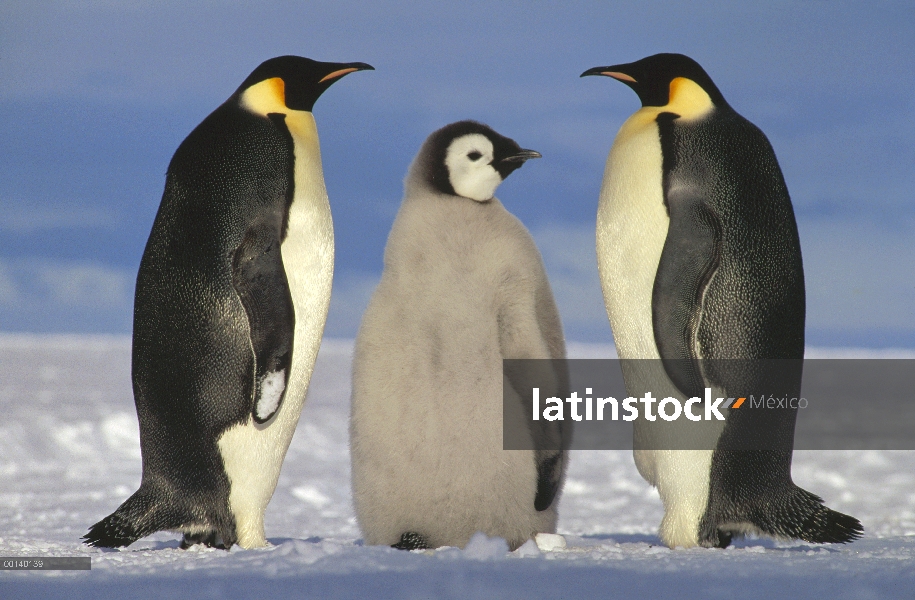 Pingüino emperador (Aptenodytes forsteri) par con chick, junto a la plataforma de hielo de Ekstrom, 