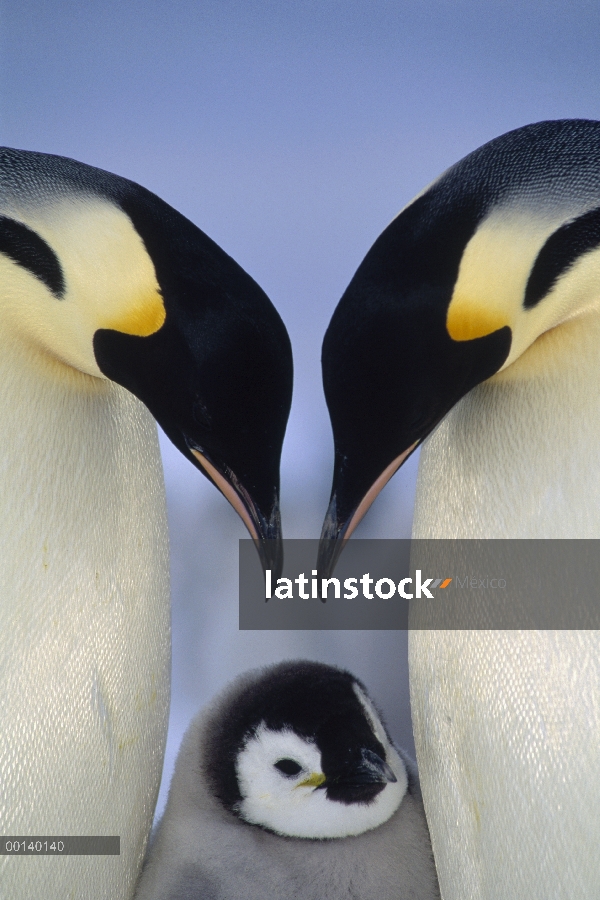 Pingüino emperador (Aptenodytes forsteri) padres saludo polluelo, Bahía de Atka, princesa Marta Cost