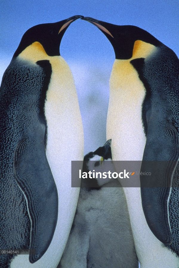 Pingüino emperador (Aptenodytes forsteri) par con chick, Bahía de Atka, princesa Marta Costa, mar de