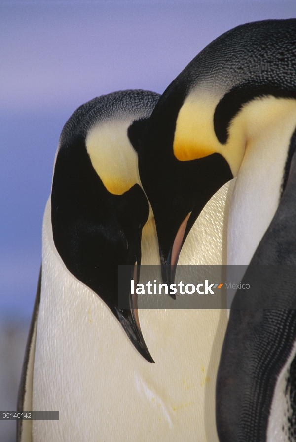 Pingüino emperador (Aptenodytes forsteri) a la par, la bahía de Atka, princesa Martha Bay, mar de We