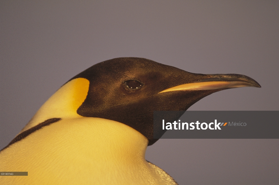 Pingüino emperador (Aptenodytes forsteri) retrato, Bahía de Atka, princesa Marta Costa, mar de Wedde