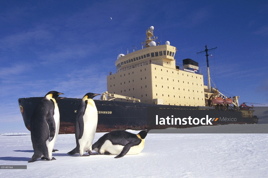 Pingüino emperador (Aptenodytes forsteri) trío observando rompehielos ruso estacionado en hielo rápi