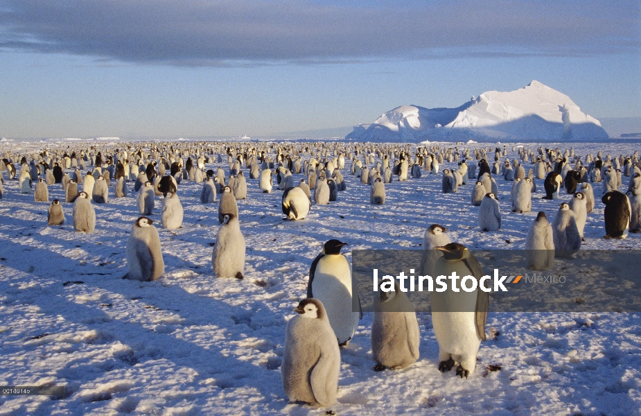 Colonia de pingüino emperador (Aptenodytes forsteri) en la primavera austral, Bahía de Atka, princes