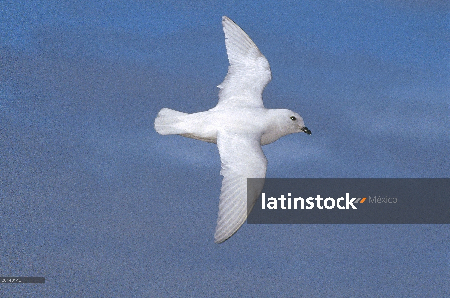 Petrel de nieve (Pagodroma nivea) volando cerca de la isla de Enderby, Nueva Zelanda