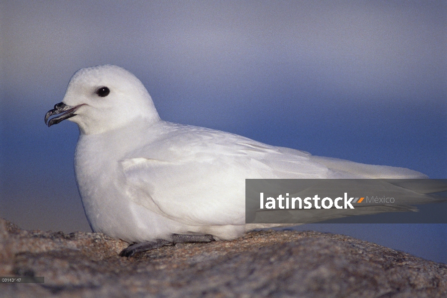 Retrato de nieve Petrel (Pagodroma nivea), Reeve colina cerca de la estación Davis, Vestold Hills, e