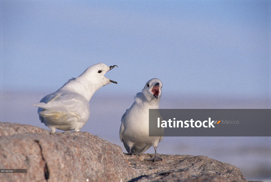 Pareja de nieve Petrel (Pagodroma nivea) cortejar, Reeve colina cerca de la estación Davis, Vestold 