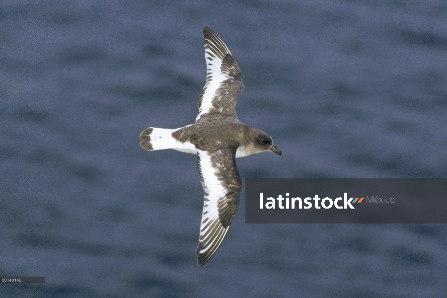 Petrel Antártico (Thalassoica antarctica) volando cerca de la isla de Enderby, Nueva Zelanda