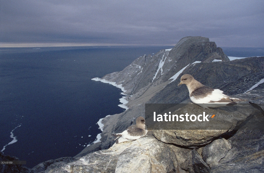 Petrel Antártico (Thalassoica antarctica) con vistas al acantilado Colonia anidación con 157.000 par