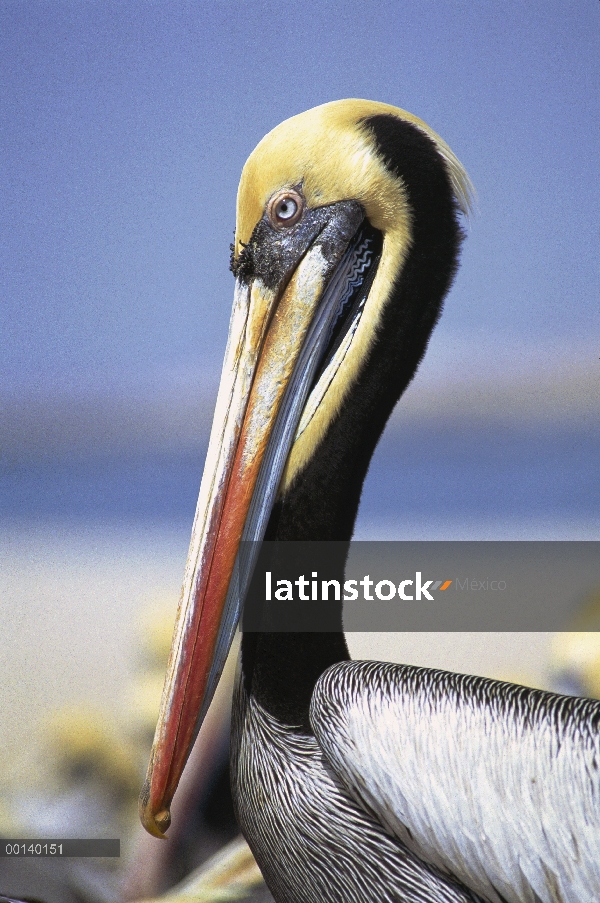 Pelícano peruano (Pelecanus thagus) en colores de cría completo, isla de Lobos de Afuera, Perú