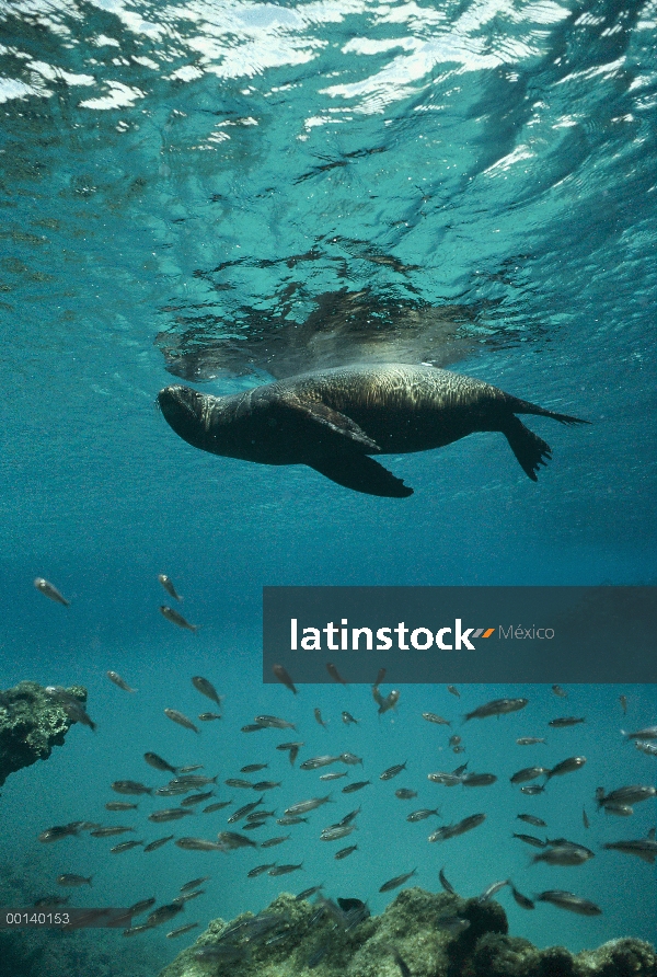 León marino de Galápagos (Zalophus wollebaeki) Toro juvenil con pargos rayados, cabo Marshall, Isla 