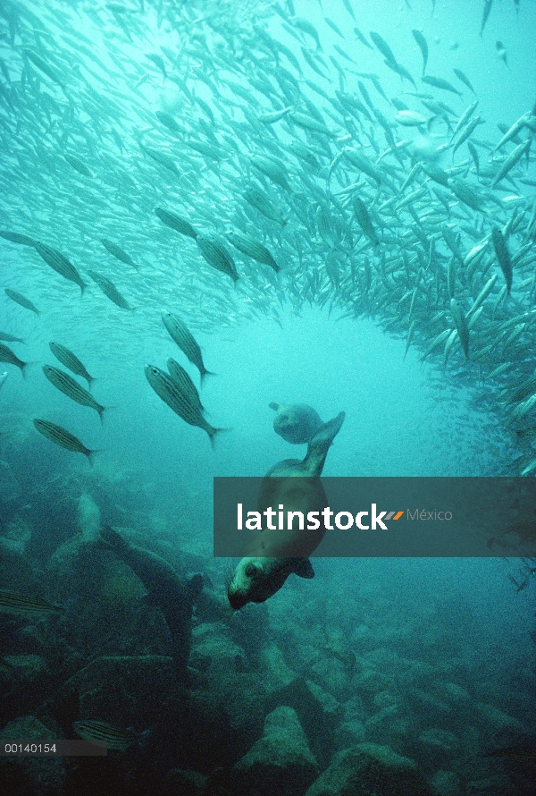 León marino de Galápagos (Zalophus wollebaeki) cachorros jugando entre escuela de pargo rayado, Isla