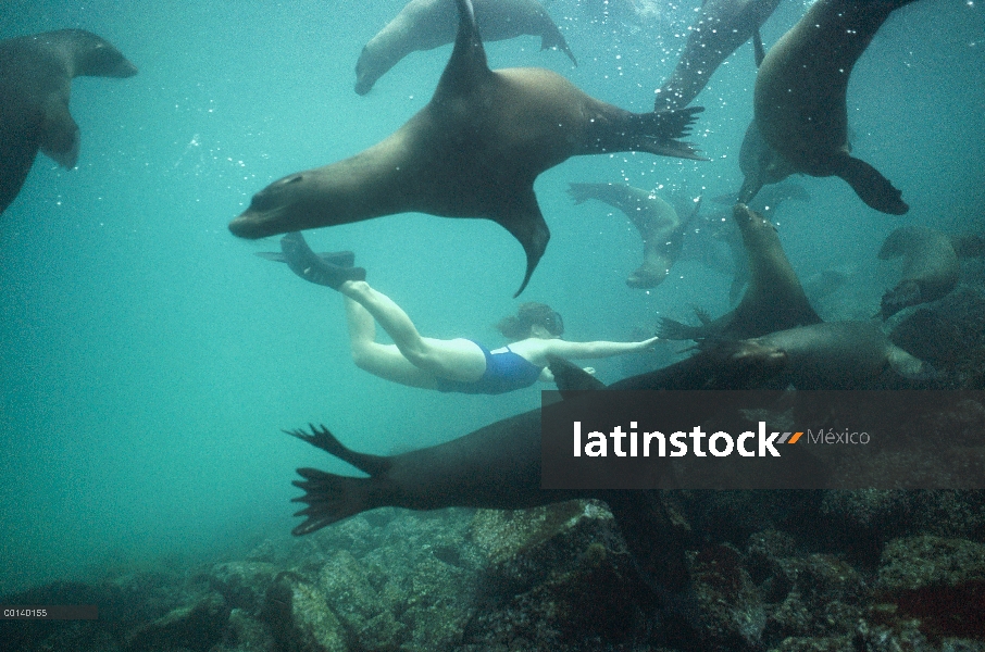 León marino de Galápagos (Zalophus wollebaeki) cachorros jugando con buceador, Plazas isla, Galápago