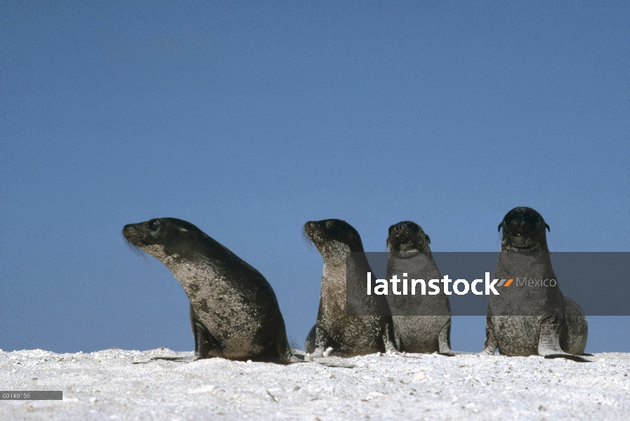 León marino de Galápagos (Zalophus wollebaeki) cachorros, Mosquera isla, Galápagos, Ecuador